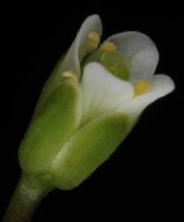 Cardamine alticola. Flower.
 Image: P.B. Heenan © Landcare Research 2019 CC BY 3.0 NZ